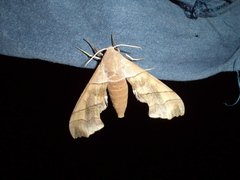 Smerinthini