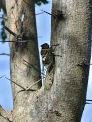 Diceroprocta obscurior