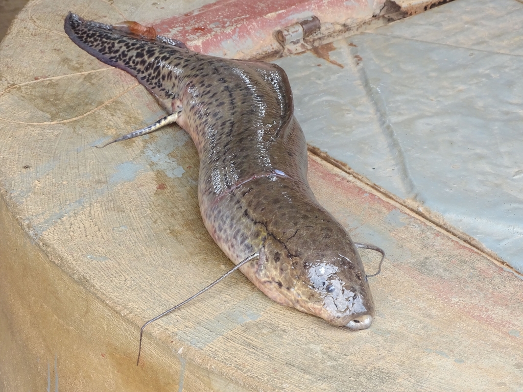 West African Lungfish