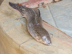 Protopterus annectens