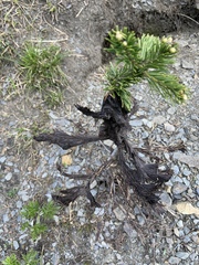 Herpotrichia juniperi