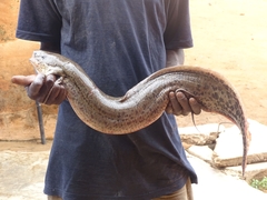 Protopterus annectens