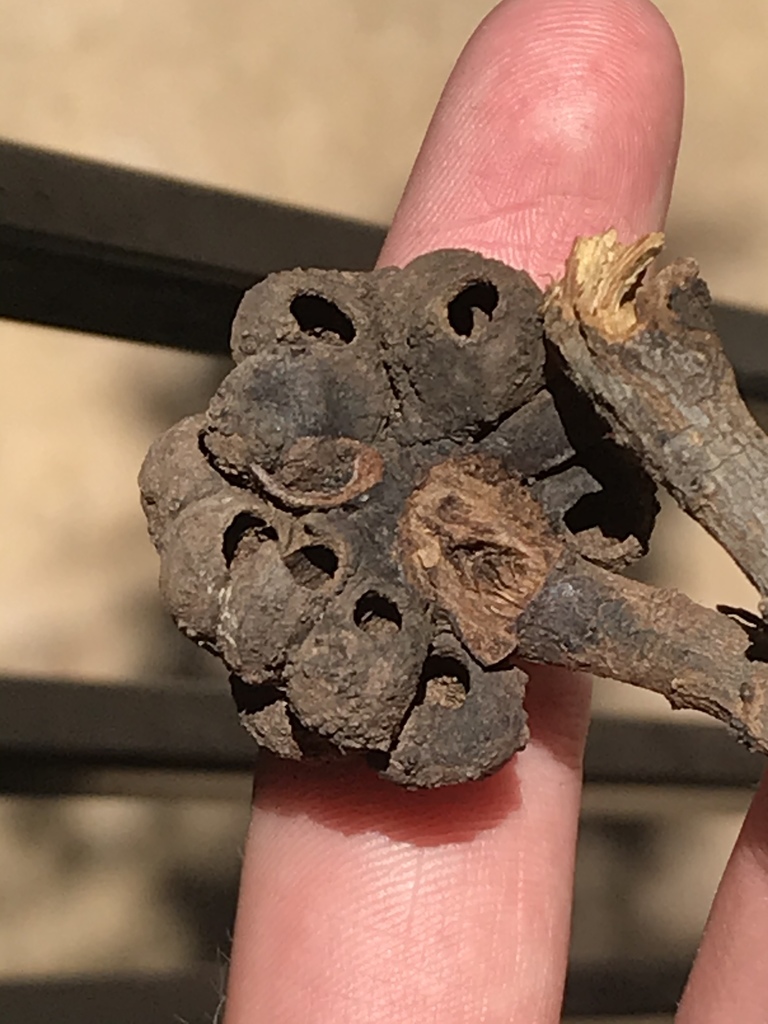 Odontocynips nebulosa