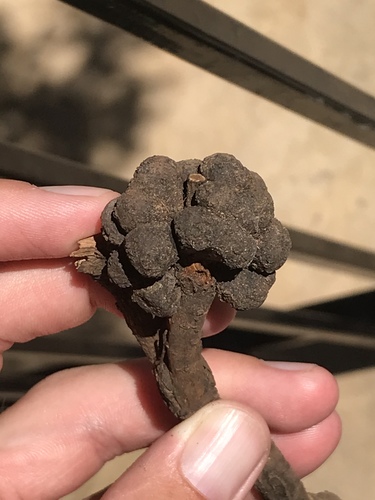 Odontocynips nebulosa photo 4