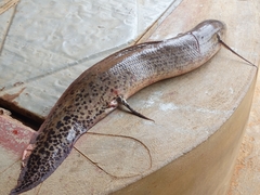 Protopterus annectens