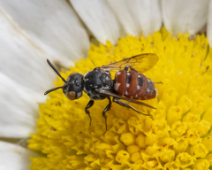 Holcopasites calliopsidis
