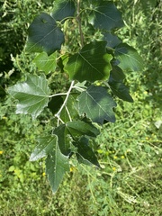 Populus alba