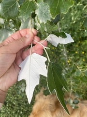 Populus alba
