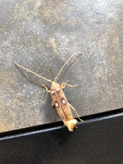 Eburia quadrigeminata