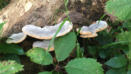 green cheese polypore