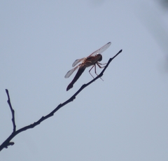 Libellula croceipennis