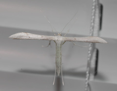 Hellinsia homodactylus