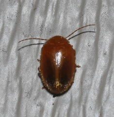 Prionocyphon limbatus