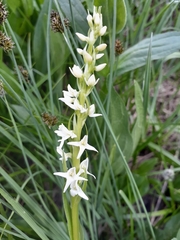 Platanthera dilatata albiflora