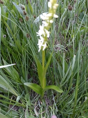 Platanthera dilatata albiflora