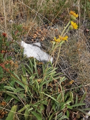 Pentanema montanum