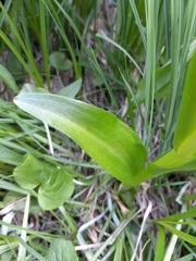 Platanthera dilatata albiflora