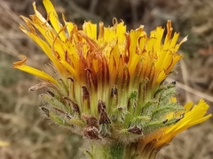 Pentanema montanum