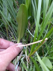 Platanthera dilatata albiflora