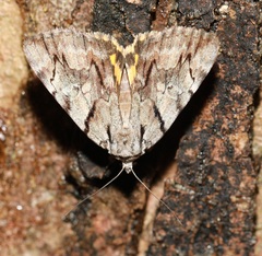 Catocala blandula