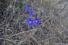 Brodiaea