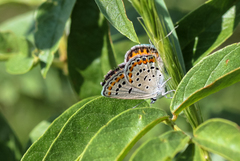Plebejus melissa