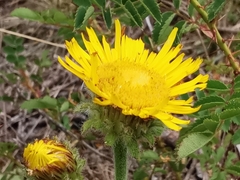 Pentanema montanum