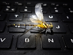 Heliogomphus drescheri