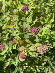 Spiraea splendens