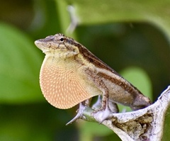 Anolis litoralis