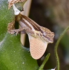 Anolis litoralis