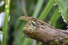 Anolis litoralis