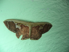 Zythos avellanea