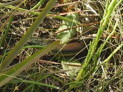 Ophisaurus ventralis