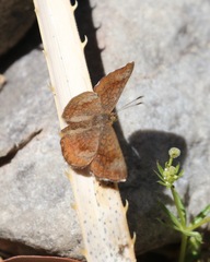 Calephelis arizonensis