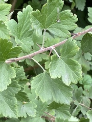 Ribes divaricatum pubiflorum