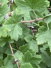 Ribes divaricatum pubiflorum