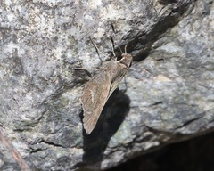 Atrytonopsis pittacus