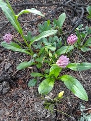 Trifolium parryi