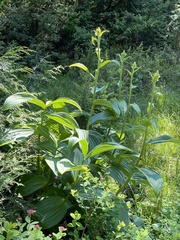 Veratrum viride eschscholtzianum