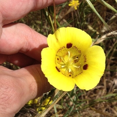 Calochortus luteus
