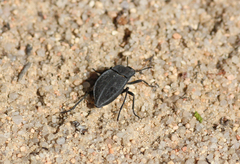 Stenomorpha opaca