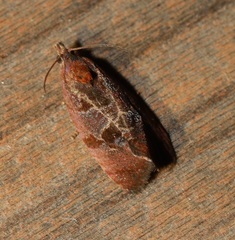 Cenopis diluticostana