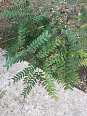 Gleditsia triacanthos
