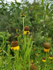 Helenium mexicanum