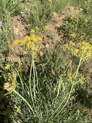 Lomatium triternatum triternatum