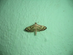 Perisyntrocha ossealis