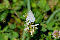 Celastrina neglecta