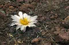 Thelocactus hexaedrophorus hexaedrophorus