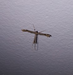 Stenoptilodes sematodactyla